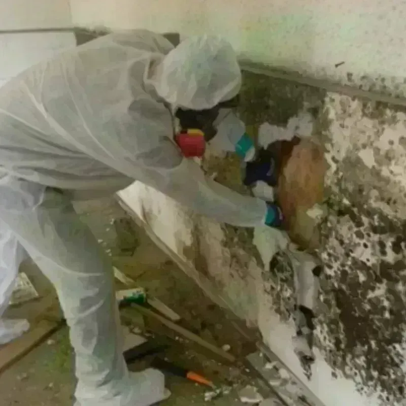 Best Mold Remediation and Removal Service in Bally, PA